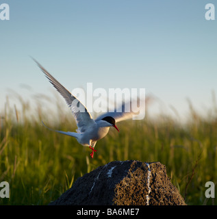 La sterne arctique, Reykjavik, Islande Banque D'Images