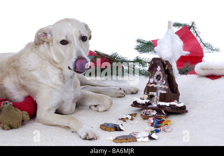 Chien-de-chaussée se trouve la maison d'épices détruit Noël Noël temps manger à temps de l'avent animaux animaux à l'intérieur à tapis au sol d'accueil Banque D'Images