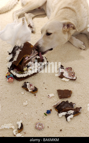 Chien-de-chaussée se trouve la maison d'épices détruit Noël Noël temps manger à temps de l'avent animaux animaux à l'intérieur à tapis au sol d'accueil Banque D'Images