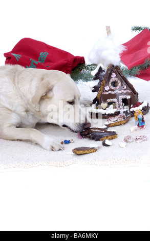 Chien-de-chaussée se trouve la maison d'épices détruit Noël Noël temps manger à temps de l'avent animaux animaux à l'intérieur à tapis au sol d'accueil Banque D'Images