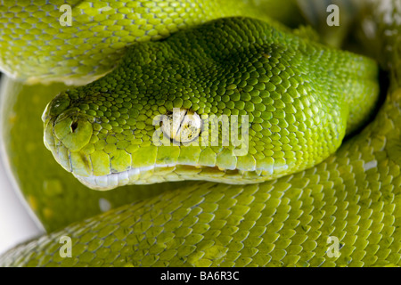 Green Tree python Morelia viridis 5 ans devant un fond blanc Banque D'Images