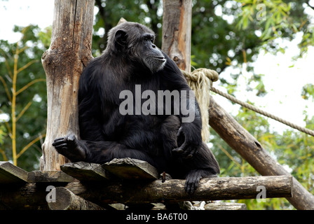 Au chimpanzé zoo La Fleche Sarthe France Banque D'Images