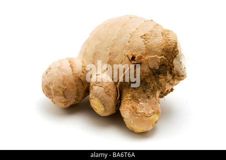 Le GINGEMBRE Zingiber officinale sur fond blanc Banque D'Images