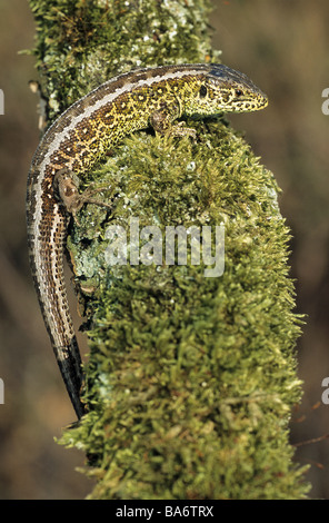 Lézard sable - homme / Lacerta agilis Banque D'Images