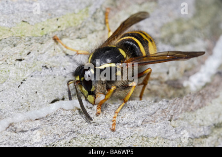 Guêpe saxonne Dolichovespula saxonica la construction du nid Banque D'Images