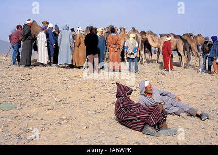 Le Maroc, Haut Atlas, Imilchil, Moussem de mariage (festival annuel), marché aux bestiaux de Berbère Banque D'Images