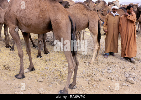 Le Maroc, Haut Atlas, Imilchil, Moussem de mariage (festival annuel), marché aux bestiaux de Berbère Banque D'Images