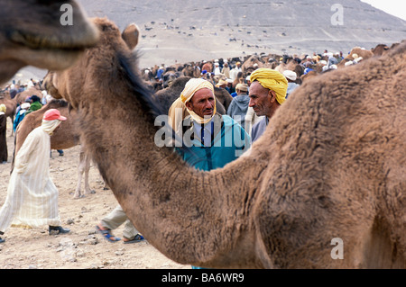 Le Maroc, Haut Atlas, Imilchil, Moussem de mariage (festival annuel), marché aux bestiaux de Berbère Banque D'Images