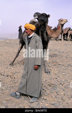 Le Maroc, Haut Atlas, Imilchil, Moussem de mariage (festival annuel), marché aux bestiaux de Berbère Banque D'Images