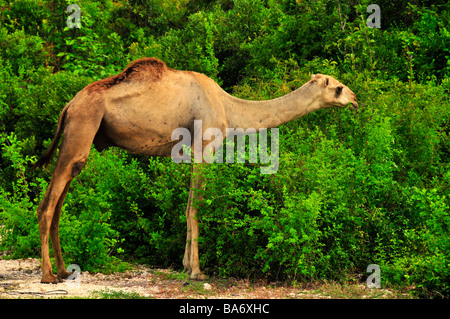 Camel,la forêt Jozani Chwaka Bay - Zanzibar, Tanzanie,Parc,Afrique Banque D'Images