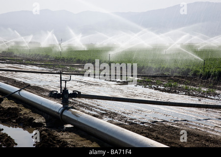 L'irrigation par aspersion dans "Bio" champ de carottes. Banque D'Images