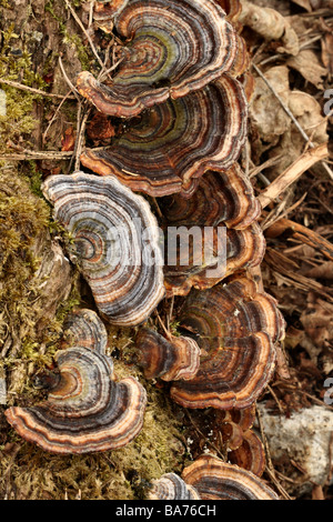 Un plan macro sur la Turquie Queue Trametes versicolor champignons sur le bois en décomposition Banque D'Images