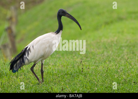 Ibis sacré Threskiornis aethiopicus / Banque D'Images