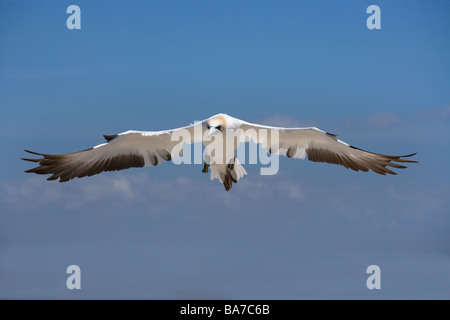 Australasion Bassan Sula serrator Cape Kidnappers Île du Nord Nouvelle-zélande Banque D'Images