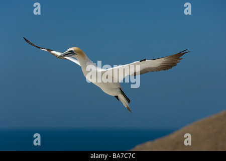 Australasion Bassan Sula serrator Cape Kidnappers Île du Nord Nouvelle-zélande Banque D'Images