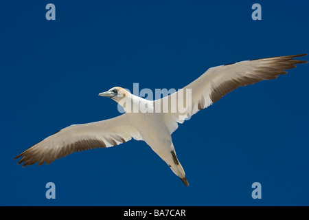 Australasion Bassan Sula serrator Cape Kidnappers Île du Nord Nouvelle-zélande Banque D'Images