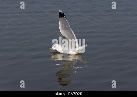 Goéland cendré Larus canus feeding in coastal creek Norfolk Hiver Hiver Banque D'Images