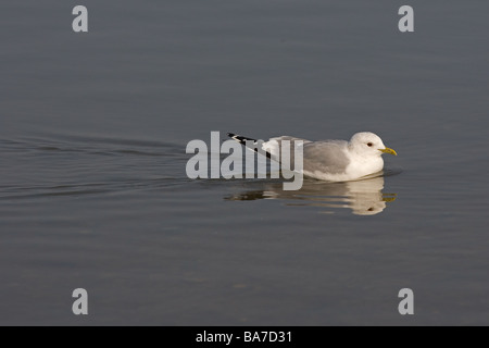 Le Gull Larus canus commun nageant dans le ruisseau côtier Winter Norfolk Banque D'Images