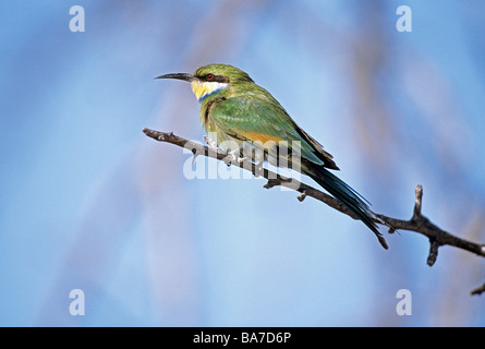 Swallow-tailed Bee-eater Merops hirundineus / on twig Banque D'Images