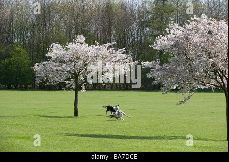 Les cerises d'ornement (Prunus sp.) fleurs Golden Acre Park Nature Reserve Arthington Lane Leeds West Yorkshire Angleterre Angleterre Europe Banque D'Images