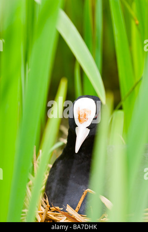 Une seule Coot eurasienne (Fulica atra) s'échappe du nid qui est caché en toute sécurité dans les roseaux Banque D'Images