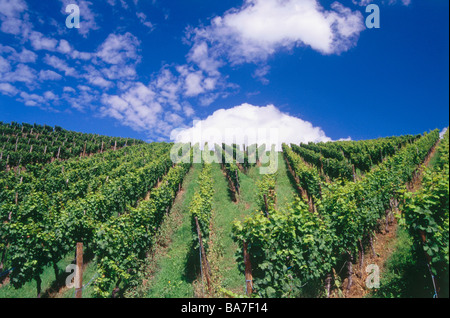 Vineyard Stettner Pulvermacher, Kerner im Remstal, Baden-Wurttemberg, Allemagne Banque D'Images