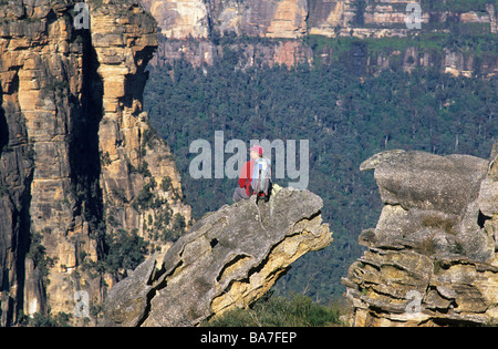 Un Randonneur admirant la vue de Lockley pylône en Grose Valley, Parc National de Blue Mountains, New South Wales, Australie Banque D'Images