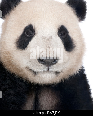 Panda géant (18 mois) - Ailuropoda melanoleuca devant un fond blanc Banque D'Images