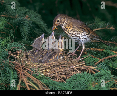 Grive musicienne (Turdus philomelos) nourrir les jeunes au nid la mendicité Banque D'Images