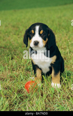 Plus de Swiss Mountain dog - chiot on meadow Banque D'Images