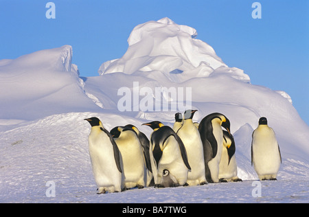 Manchots Empereurs d'oursons dans la neige / Aptenodytes forsteri Banque D'Images