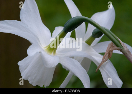 Amaryllidaceae Narcissus fleurs de printemps, crème pâle jonquille close up Banque D'Images