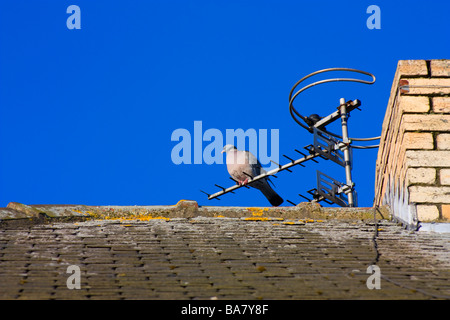 Antenne de télévision numérique pré domestique et l'antenne radio fm attaché à cheminée en brique dont collard dove ou pigeon Banque D'Images