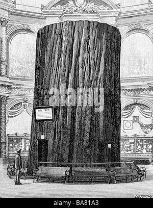 Expositions, exposition universelle, Chicago, exposition colombienne mondiale, 1.5.1893 - 31.10.1893, tronc géant d'un arbre, Sequoia gigantea, gravure en bois, 1893, Illinois, États-Unis, Amérique du Nord, 19ème siècle, historique, historique, peuple, Banque D'Images