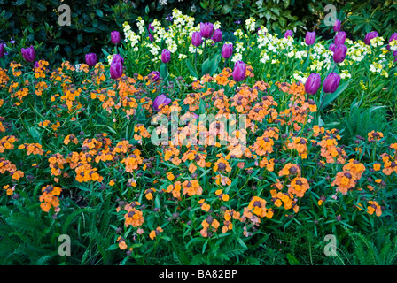 Fleurs de printemps, le parc de St James London England UK Banque D'Images