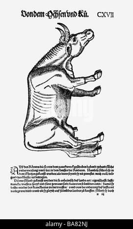 Zoologie / animaux, manuels scolaires, 'Historia animalium", par Conrad Gessner, Zurich, Suisse, 1551 - 1558, les bovins (Bos), gravure sur bois, Banque D'Images