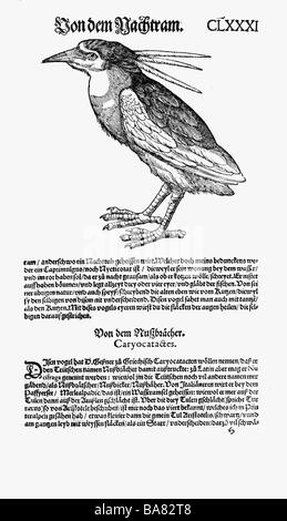 Zoologie / animaux, manuels, 'Historia animalium', par Conrad Gessner, Zurich, Suisse, 1551 - 1558, héron nocturne à couronne noire (Nycticorax nycticorax), coupe du bois, Banque D'Images