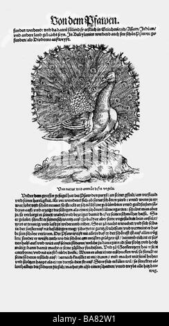 Zoologie / animaux, manuels, 'Historia animalium', par Conrad Gessner, Zurich, Suisse, 1551 - 1558, pafchouette (Pavo), coupe de bois, Banque D'Images