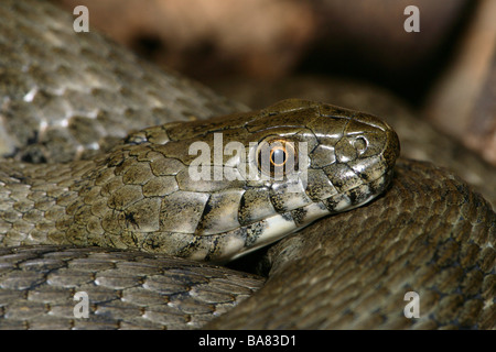 Viper-adder Natrix maura close-up Banque D'Images