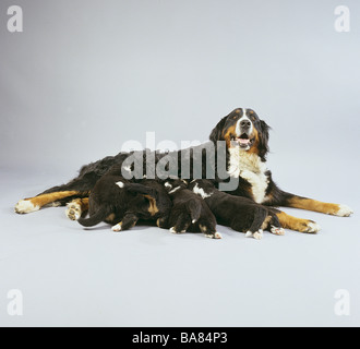 Oberland Moutain dog - elle-dog chiots lait Banque D'Images