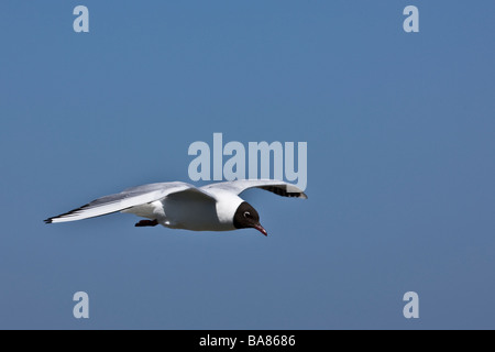 Mouette en vol noir Banque D'Images