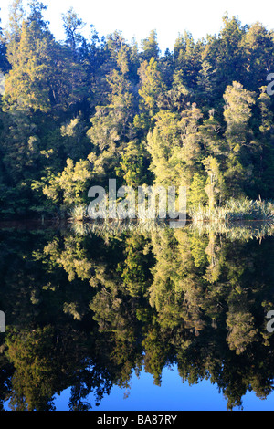 Brousse natale reflète dans l'eau du lac Matheson,Franz Josef,Côte Ouest,Île du Sud, Nouvelle-Zélande, l'Océanie Banque D'Images