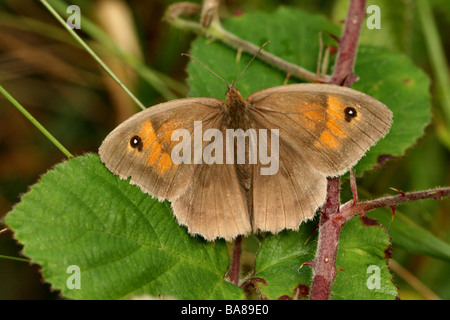 Maniola jurtina Meadow Brown détail macro close up of upper wings Banque D'Images