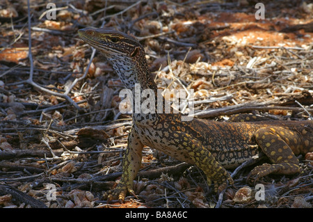 Le Varan de Gould (Varanus gouldii) à Peron Homestead, Shark Bay, une zone du patrimoine mondial, dans l'ouest de l'Australie. Banque D'Images