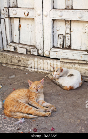 Deux chats à raggedy endormi dans la porte d'une maison à Stone Town, la ville principale de l'île aux épices de Zanzibar Banque D'Images