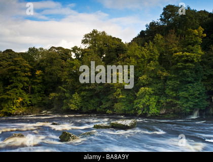 L'arbre de la rivière bordée d'Ovni près de Upper Aysgarth Falls dans le Parc National des Yorkshire Dales, Yorkshire, Angleterre Banque D'Images