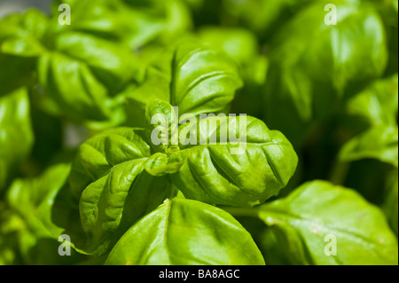 Le basilic Ocimum basilicum plante avec des feuilles dans sunshine Ocimum basilicum Basilikum | Basilikum Pflanze mit Blättern dans der Sonne Banque D'Images