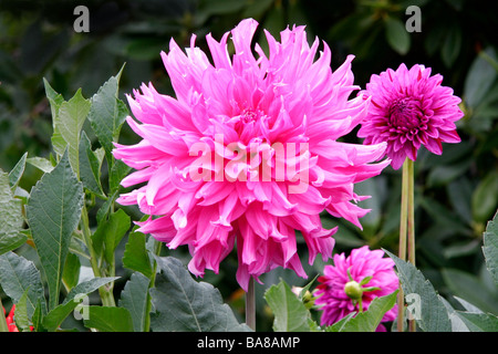 Belle dahlias rose sur l'affichage à Butchart Gardens Banque D'Images