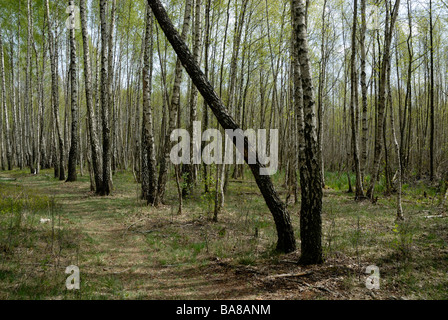 Forêt de bouleaux dans Parc national de Biebrza, Pologne Banque D'Images