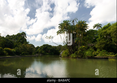 Le Lac des cygnes au Jardin Botanique de Singapour. Banque D'Images